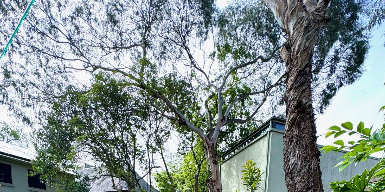 31 Cavendish Street Enmore 31 Cavendish Street Enmore